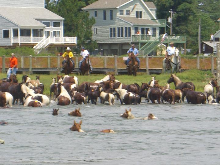 Chincoteague Pony Swim July 2007 061.JPG